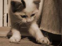 fond d'�cran de Chats