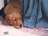 fond d'cran de Chiens