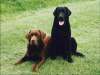 fond d'cran de Chiens