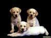 fond d'cran de Chiens