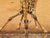 fond d'cran de Girafes