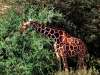fond d'cran de Girafes