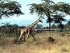 fond d'cran de Girafes