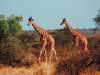 fond d'cran de Girafes