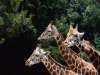 fond d'cran de Girafes