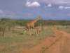 fond d'cran de Girafes