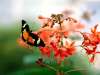 fond d'cran de Papillons