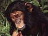 fond d'cran de Singes