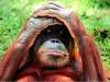 fond d'cran de Singes