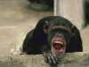 fond d'cran de Singes