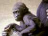 fond d'cran de Singes