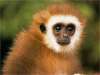 fond d'cran de Singes