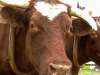 fond d'cran de Vaches / Bovins