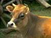 fond d'cran de Vaches / Bovins