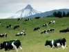 fond d'cran de Vaches / Bovins
