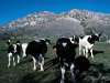 fond d'cran de Vaches / Bovins