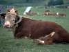 fond d'cran de Vaches / Bovins