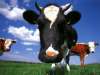 fond d'cran de Vaches / Bovins