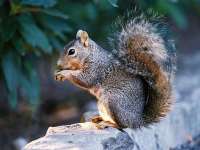 Animaux (Animals)