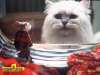 fond d'cran de Stuart Little