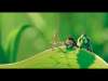 A bug's life wallpaper