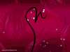 3/14 fond cran