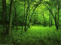 Www.Asheghane.IR Forests wallpaper