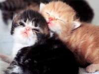 http://www.boolsite.net/images/previews/Animaux/Chats/_prev/Chatons16.jpg
